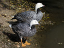 Emperor Goose (WWT Slimbridge October 2011) - pic by Nigel Key